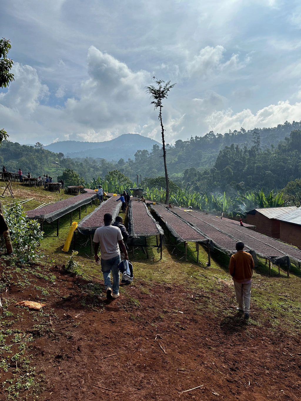 Coffee Collective, Bekele Natural Filter Coffee