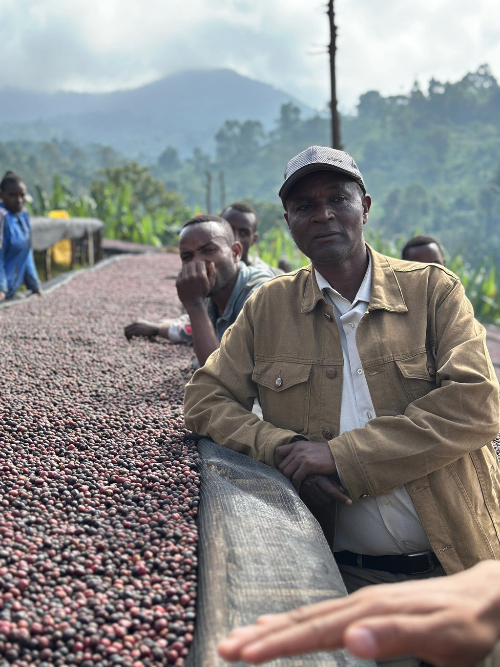 Coffee Collective, Bekele Natural Filter Coffee