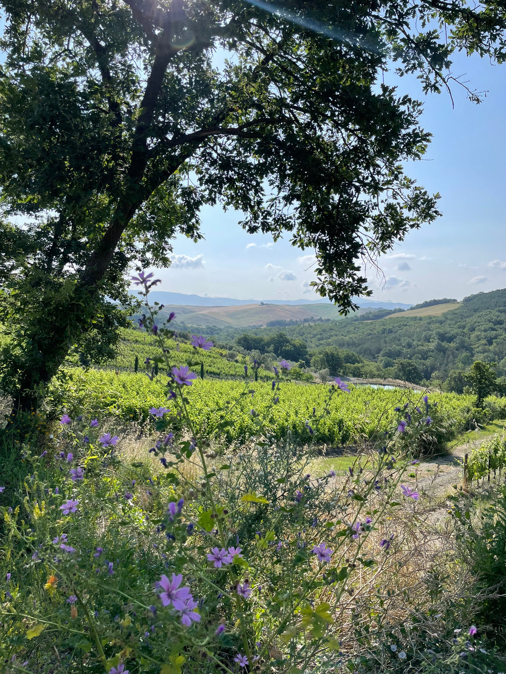 La Nascosta, Macchialuna