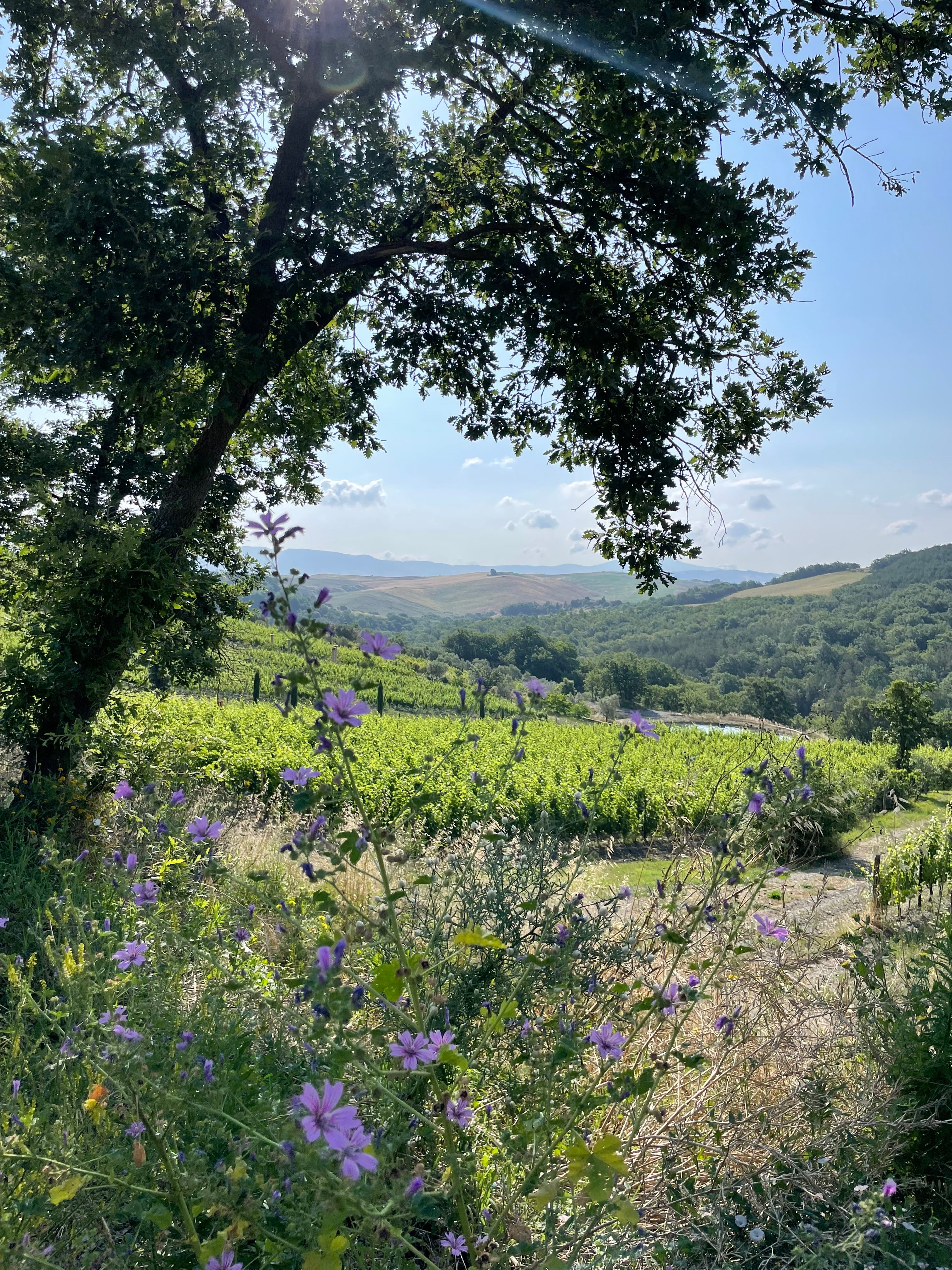 La Nascosta, Macchialuna