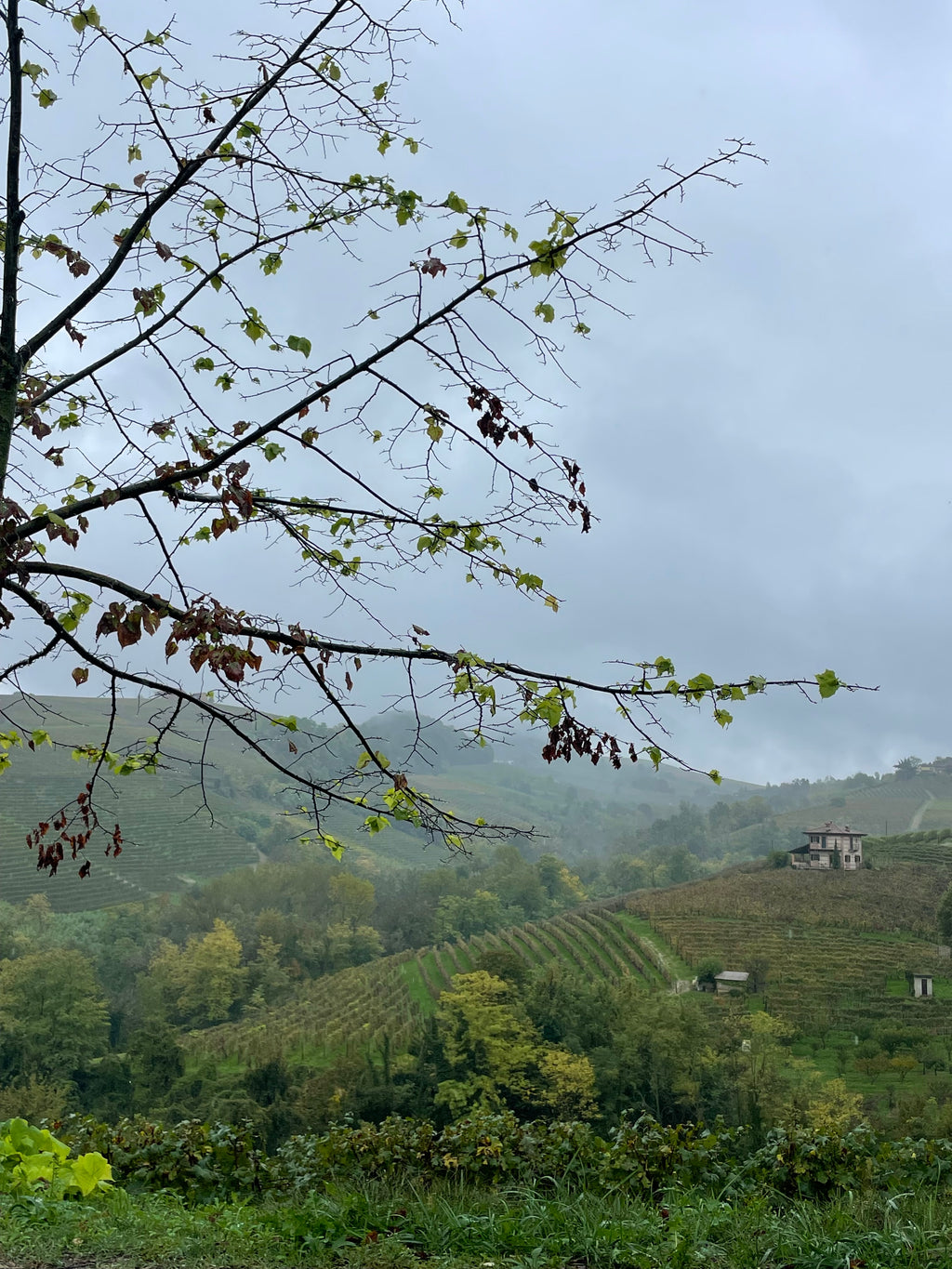 Cascina Masueria, Toasted Hazelnuts (Nocciola Piemonte IGP, Tosta