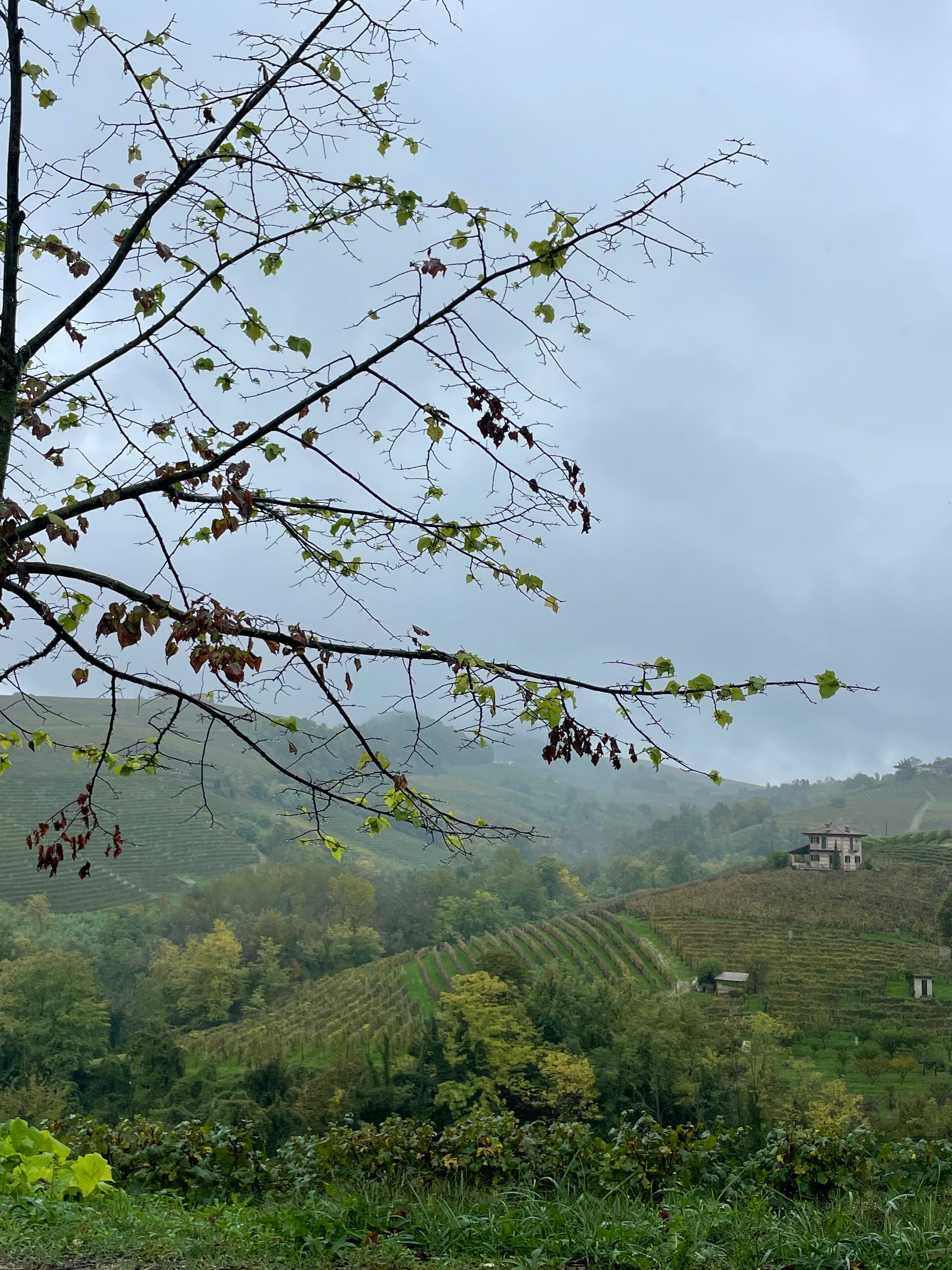 Cascina Masueria, Toasted Hazelnuts (Nocciola Piemonte IGP, Tosta